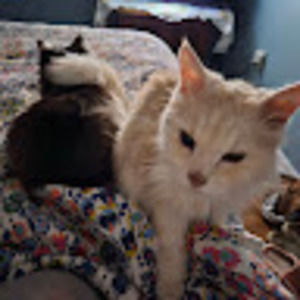 Meet your Posher, Deborah a